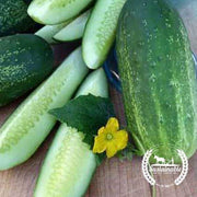 Organic Homemade Pickles Cucumber Seeds