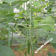 Cucumber Seeds - Housaku - Hybrid