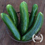 Organic Cucumber Muncher Burpless Seeds