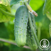 Cucumber - Pickling - Boston Pickling Garden Seed