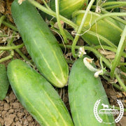 Cucumber Seeds - Poinsett 76 - Organic