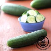 Poinsett 76 Cucumber Seeds - Non-GMO