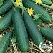 Cucumber Seeds - Spacemaster - Organic
