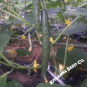 Cucumber Seeds - Dragon Suhyo Cross - Hybrid