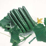 Cucumber Seeds - Summer Top - Hybrid
