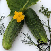 Organic Sumter Cucumbers Seeds