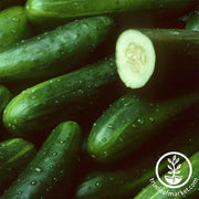 Cucumber Sweet Success Hybrid Seed