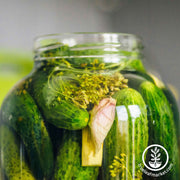 rhinish pickle cucumber