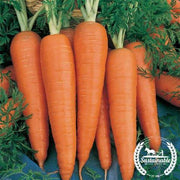 Carrot Seeds - Danvers 126 (Organic)
