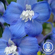 Delphinium Flower - Magic Fountain - Dark Blue White Bee