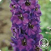 Delphinium Pacific Giant Series Black Knight Seed