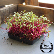 Beet - Detroit Dark Red (Organic) - Microgreens Seeds