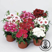 Dianthus Diana Series Mix Seed