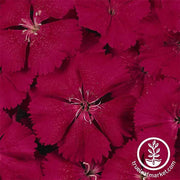 Dianthus Floral Lace Series Cherry Seed