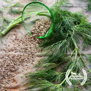 Dill - Bouquet (Organic) Herb Seed