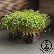 Dill - Bouquet - Microgreens Seeds