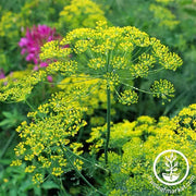 Dill - Bouquet Herb Seed