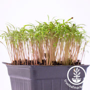 dill microgreens seeds