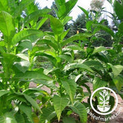 Tobacco Seeds - Dominican Republic Olor
