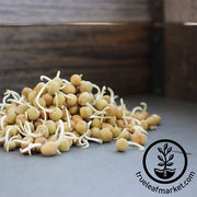 Pea - Dun - Sprouting Seeds