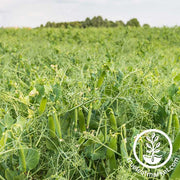 Organic dundale pea cover crop