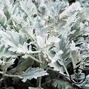 Dusty Miller Cirrus Seed