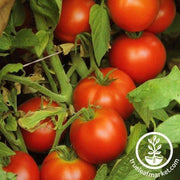 Early Doll Hybrid F1 Tomato Seeds