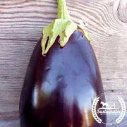 black beauty Organic eggplant
