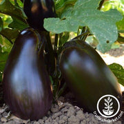 Eggplant Seeds - Black Moon F1