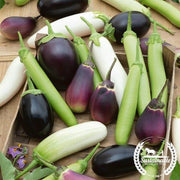 Eggplant Seeds - Cook's Choice - Organic