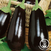 Eggplant Seeds - Eclipse F1