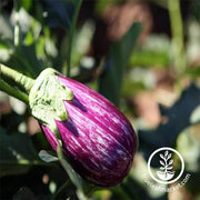 Eggplant Fairy Tale Hybrid Vegetable Seed