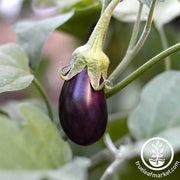 Eggplant Hansel Hybrid Seed