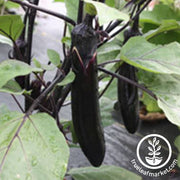 Eggplant Seeds - Millionaire Purple Hybrid