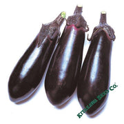 Eggplant Seeds - Money Maker - Hybrid