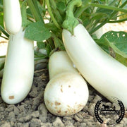 Eggplant Seeds - Snowy - Organic