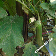 Eggplant Seeds - Talong Purple No.1