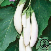 Eggplant Seeds - White Comet F1