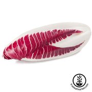 red treviso endive