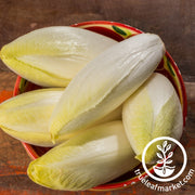 endive witloof chicory
