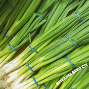 Onion Seeds - Bunching - Evergreen White Nebuka (Organic)