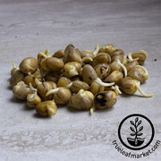 Bean Seeds - Fava - Sprouting (Organic)