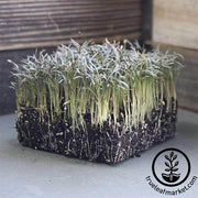 Fennel - Bronze - Microgreens Seeds