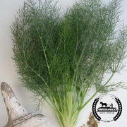 Organic Florence Fennel Herb Seeds