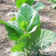 Florida Sumatra Tobacco Seeds