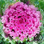 Flowering Kale Kamome Series Pink Seed