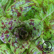 Lettuce Romaine Freckles Seed