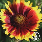 Gaillardia Arizona Series Sun Seed