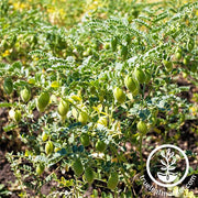 Garbanzo Bean - Organic - Cover Crop Seeds