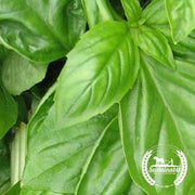 Organic Basil, Genovese Herb Garden Seeds